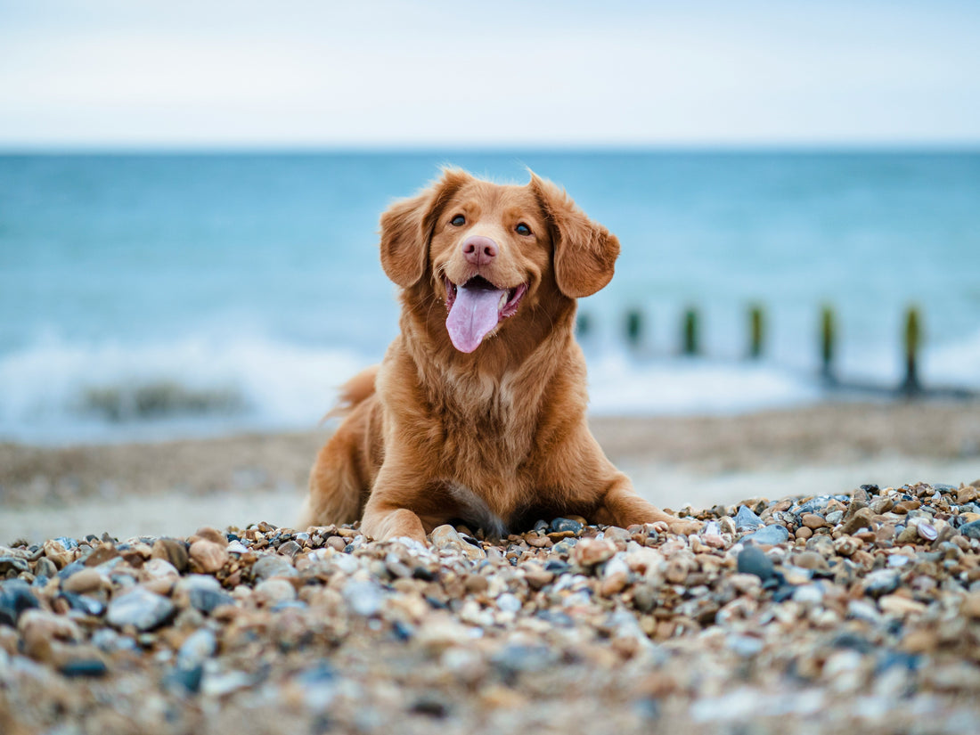 Preparing for Summer: Tips to Keep Your Pet Comfortable and Healthy