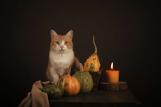 A Cozy Holiday Season with Your Cat