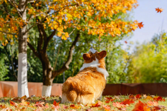 The Fall Reset: 7 Small Changes to Make Your Home More Pet-Friendly