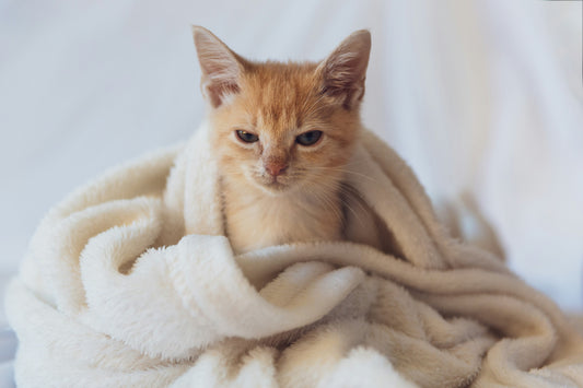 Winter Holidays and Your Cat’s Litter Box: Practical Tips for Cold Weather Care
