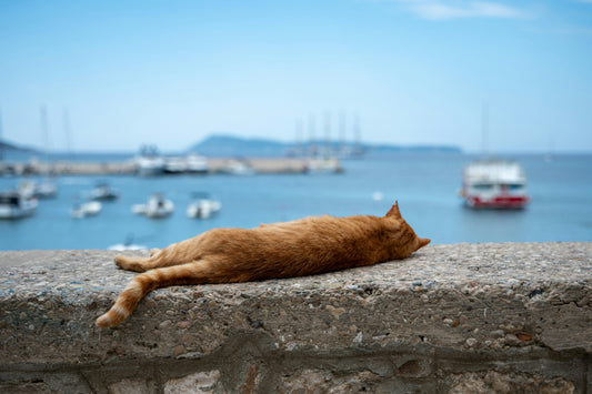 How Warmer Weather Affects Cat Litter Performance and Home Odor